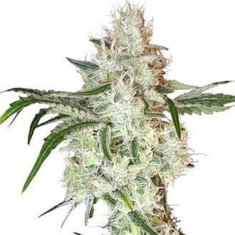Lemon OG (Super Sativa Seed Club) Feminisoidut