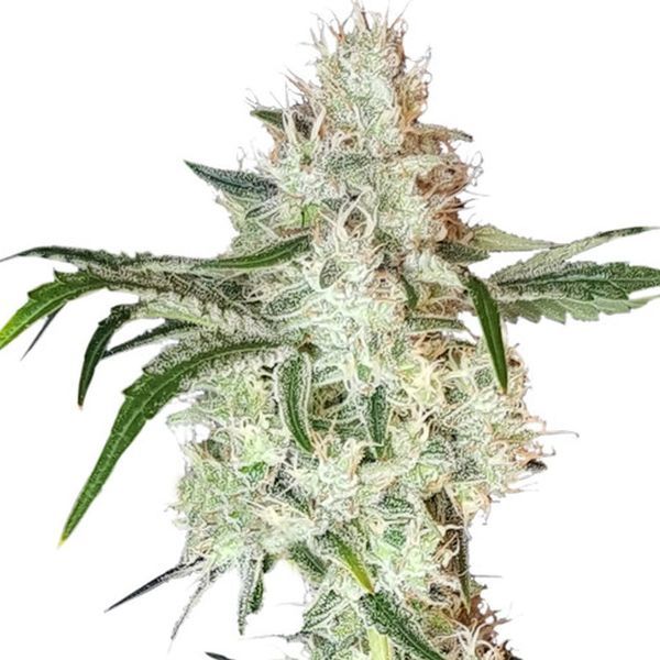 Lemon OG (Super Sativa Seed Club) Feminisoidut
