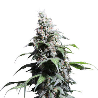 Pineapple Poison (Super Sativa Seed Club) feminisoidut kannabiksen siemenet