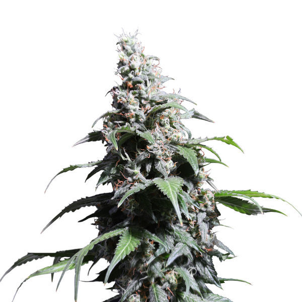 Pineapple Poison (Super Sativa Seed Club) Feminisoidut