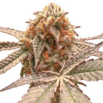 Purple OG Punch (Super Sativa Seed Club) feminisoidut