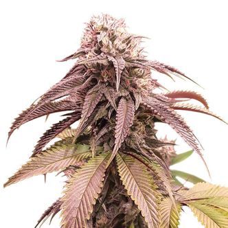 Strawberry Cookies (Super Sativa Seed Club) feminisoidut