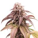 Strawberry Cookies (Super Sativa Seed Club) Feminisoidut