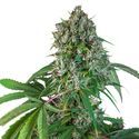 Karelin Herer Haze (Super Sativa Seed Club) tavallinen
