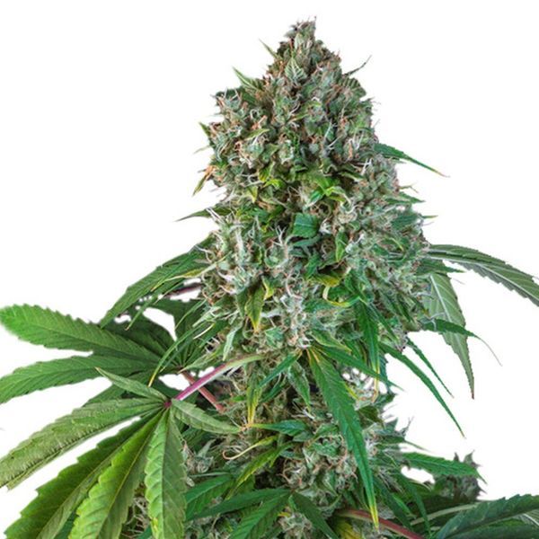 Karelin Herer Haze (Super Sativa Seed Club) tavallinen