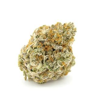 Forbidden Runtz XL Auto (Growers Choice) Feminisoidut