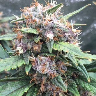 Red Banana Berry (Growers Choice) Feminisoidut
