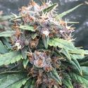 Red Banana Berry (Growers Choice) Feminisoidut