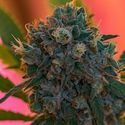 Naranja Biscotti Fast Version (Growers Choice) Feminisoidut