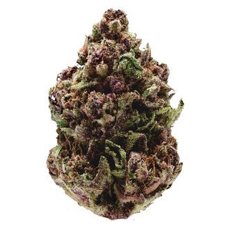 Pink Magic Fast Version (Growers Choice) feminisoidut