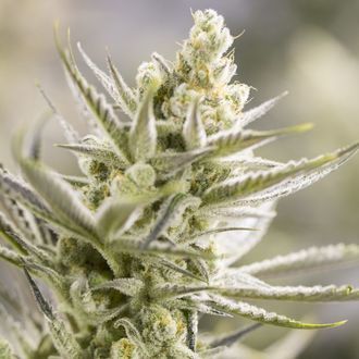 Forbidden Runtz (Growers Choice) Feminisoidut