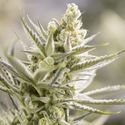 Forbidden Runtz (Growers Choice) Feminisoidut