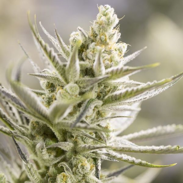 Forbidden Runtz (Growers Choice) Feminisoidut
