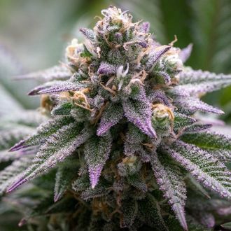 Ultra Violet GMO (Growers Choice) Feminisoidut