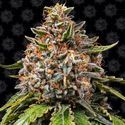 White Widow XXL (Barney's Farm) Feminisoidut