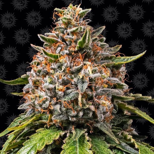 White Widow XXL (Barney's Farm) Feminisoidut
