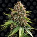 White Widow XXL Auto (Barney's Farm) Feminisoidut