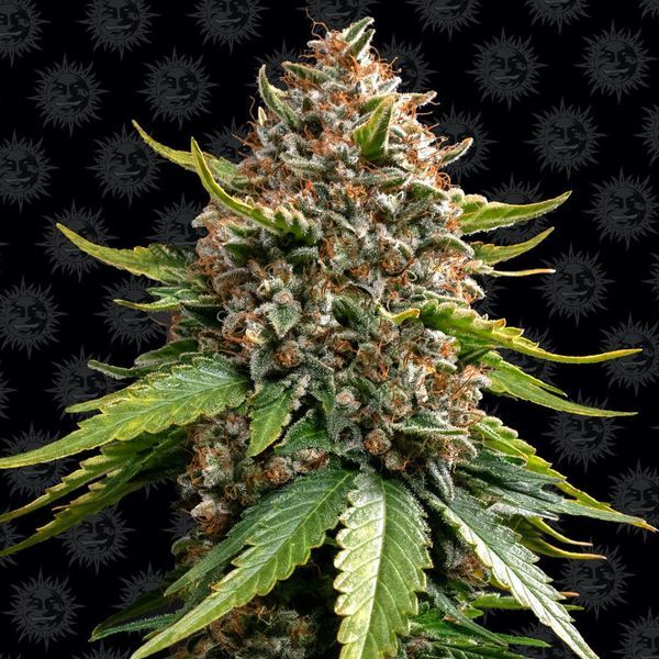 White Widow XXL Auto (Barney's Farm) Feminisoidut
