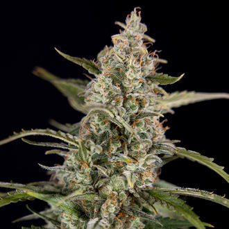 Purple Haze Autoflower (Zamnesia Seeds) Feminisoidut