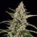 Purple Haze Autoflower (Zamnesia Seeds) Feminisoidut