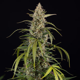 Purple Haze Autoflower (Zamnesia Seeds) Feminisoidut