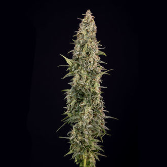 Purple Haze Autoflower (Zamnesia Seeds) Feminisoidut