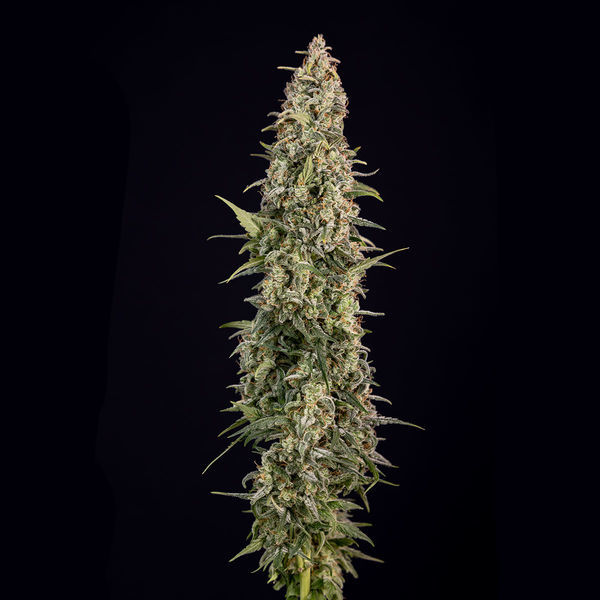 Purple Haze Autoflower (Zamnesia Seeds) Feminisoidut