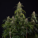 Purple Haze Autoflower (Zamnesia Seeds) Feminisoidut