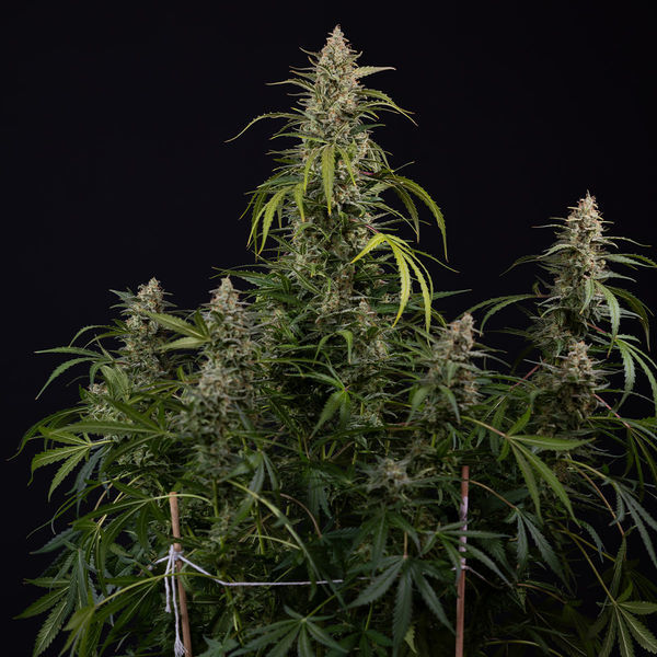 Purple Haze Autoflower (Zamnesia Seeds) Feminisoidut