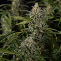 Purple Haze Autoflower (Zamnesia Seeds) Feminisoidut