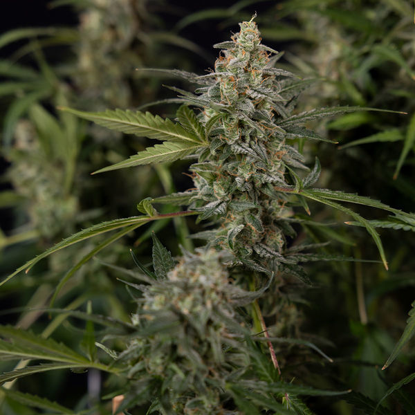 Purple Haze Autoflower (Zamnesia Seeds) Feminisoidut