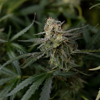 Purple Haze Autoflower (Zamnesia Seeds) Feminisoidut
