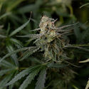 Purple Haze Autoflower (Zamnesia Seeds) Feminisoidut