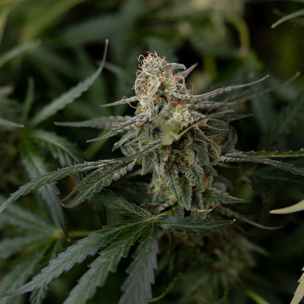 Purple Haze Autoflower (Zamnesia Seeds) Feminisoidut