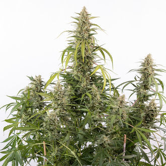 Purple Haze Autoflower (Zamnesia Seeds) Feminisoidut
