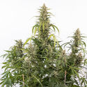 Purple Haze Autoflower (Zamnesia Seeds) Feminisoidut