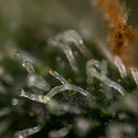Purple Haze Autoflower (Zamnesia Seeds) Feminisoidut