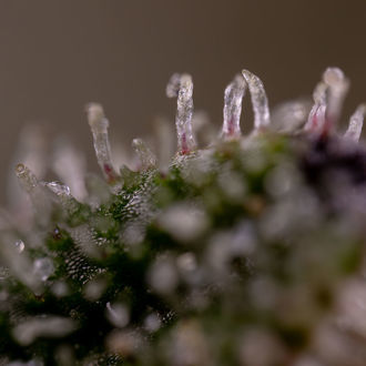 Purple Haze Autoflower (Zamnesia Seeds) Feminisoidut
