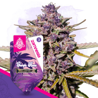 Purple Haze Autoflower (Zamnesia Seeds) Feminisoidut