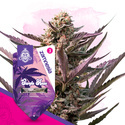 Purple Haze (Zamnesia Seeds) Feminisoidut