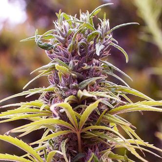 Durban Poison (Nirvana Seeds) feminisoidut