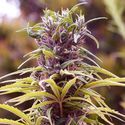 Durban Poison (Nirvana) Feminisoidut