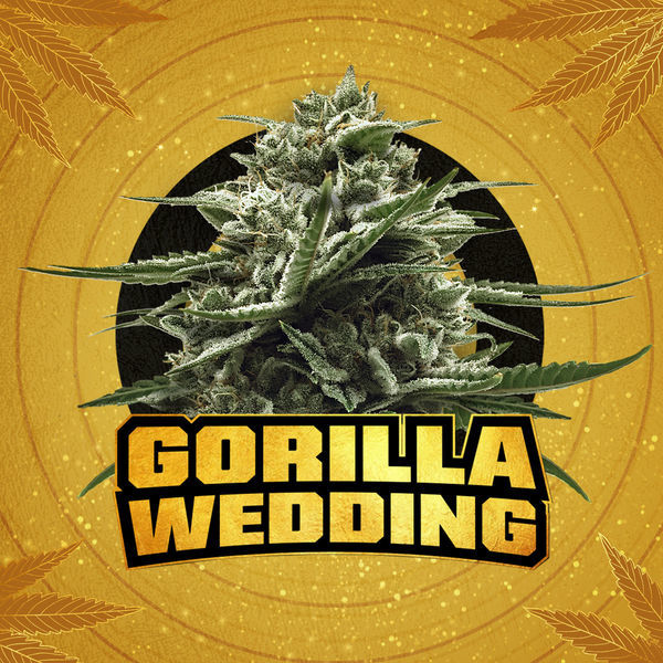 Gorilla Wedding (BSF Seeds x Zamnesia Seeds) Feminisoidut