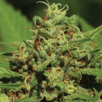 Emerald Fire OG Automatic (Humboldt Seed Company) feminisoidut