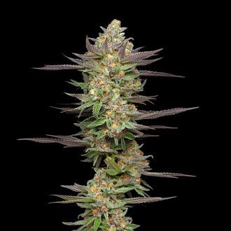 Mint Jelly Autoflower (Humboldt Seed Company) Feminisoidut