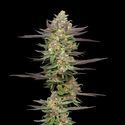Mint Jelly Autoflower (Humboldt Seed Company) Feminisoidut