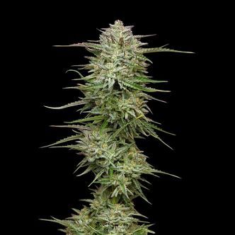 Pound Town Auto (Humboldt Seed Company) feminisoidut
