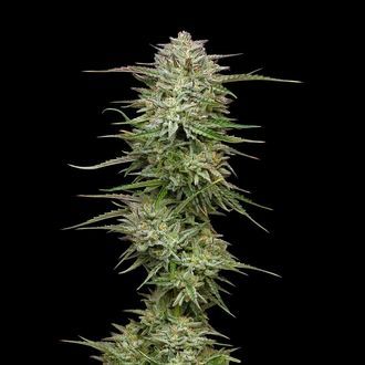 Pound Town Auto (Humboldt Seed Company) Feminisoidut