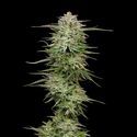 Pound Town Auto (Humboldt Seed Company) Feminisoidut