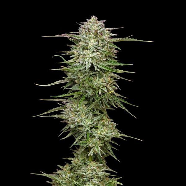 Pound Town Auto (Humboldt Seed Company) Feminisoidut